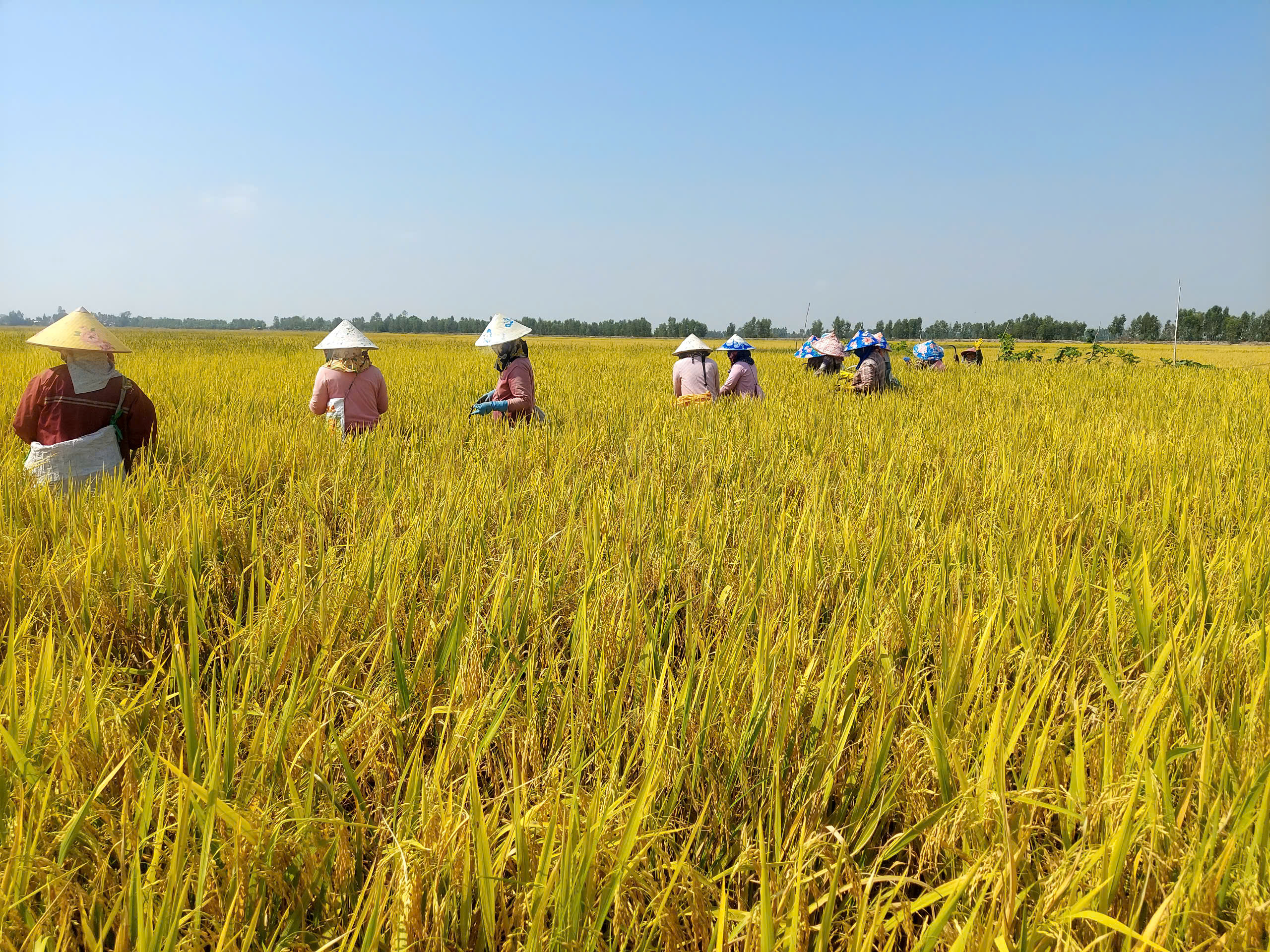 Winter - Spring Crop Season of 2024 - 2025 (Season 2) Announcement on Result and Prize Award